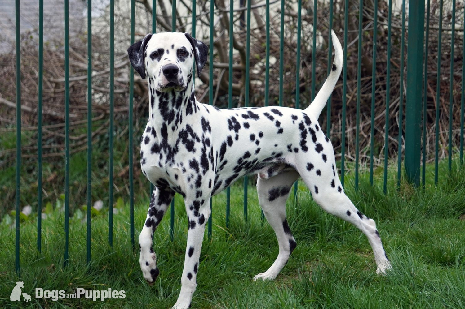 Dalmatian