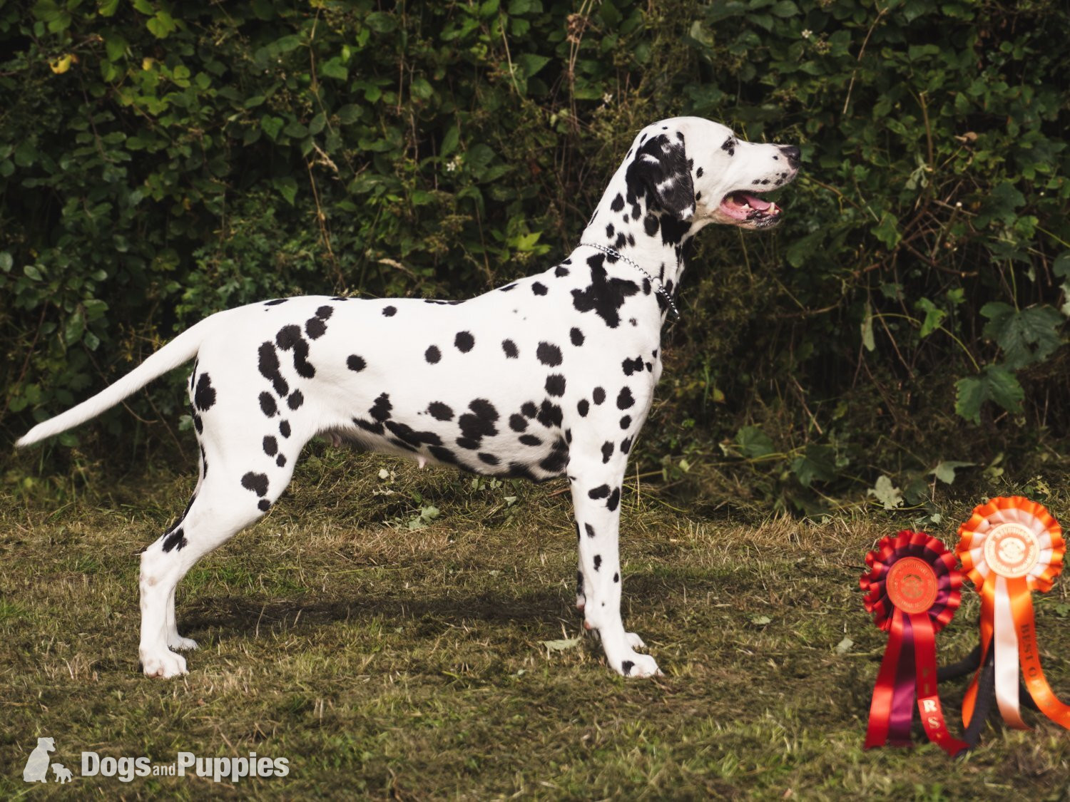 Dalmatian Puppies
