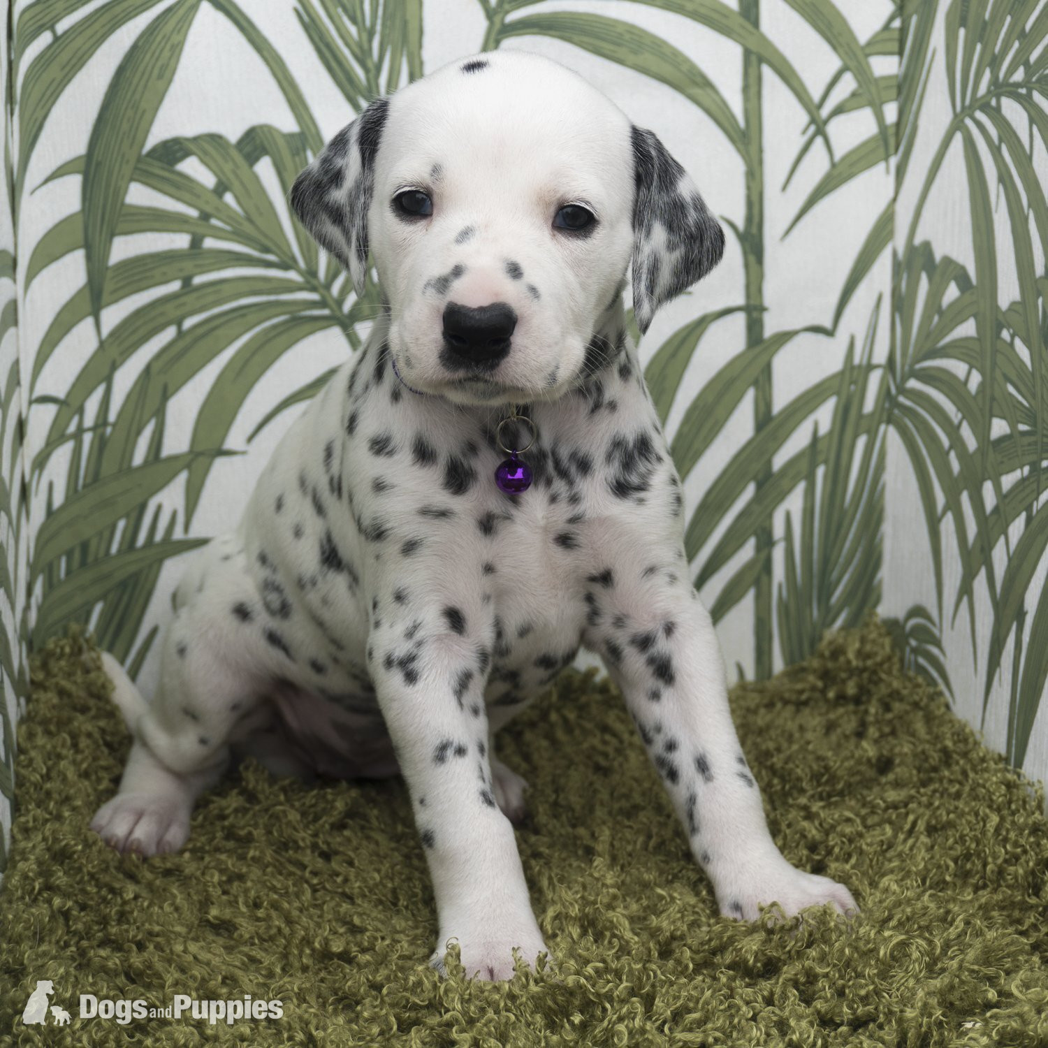 Dalmatian -  KC Show Quality Rare LUA Dalmatian Puppies