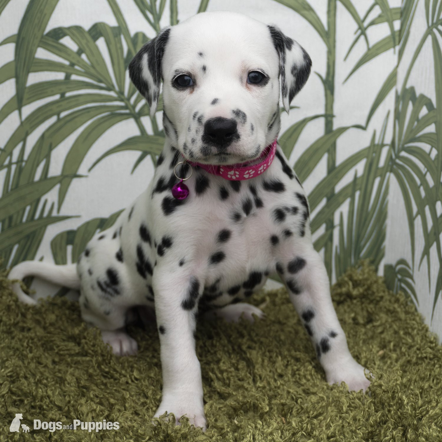  KC Show Quality Rare LUA Dalmatian Puppies - Dalmatian