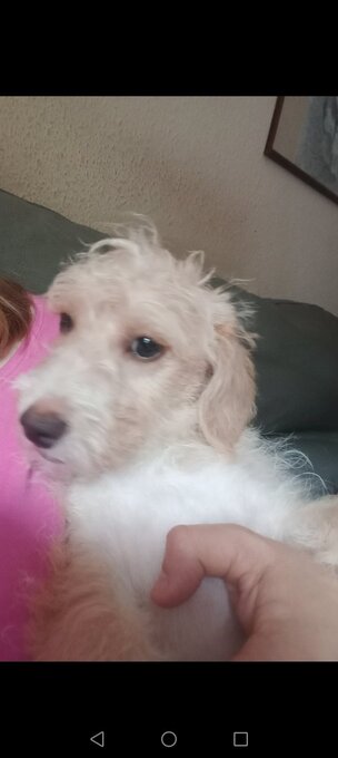 LAST one Reduced  vaccinated Cockapoo x Jack Russell 