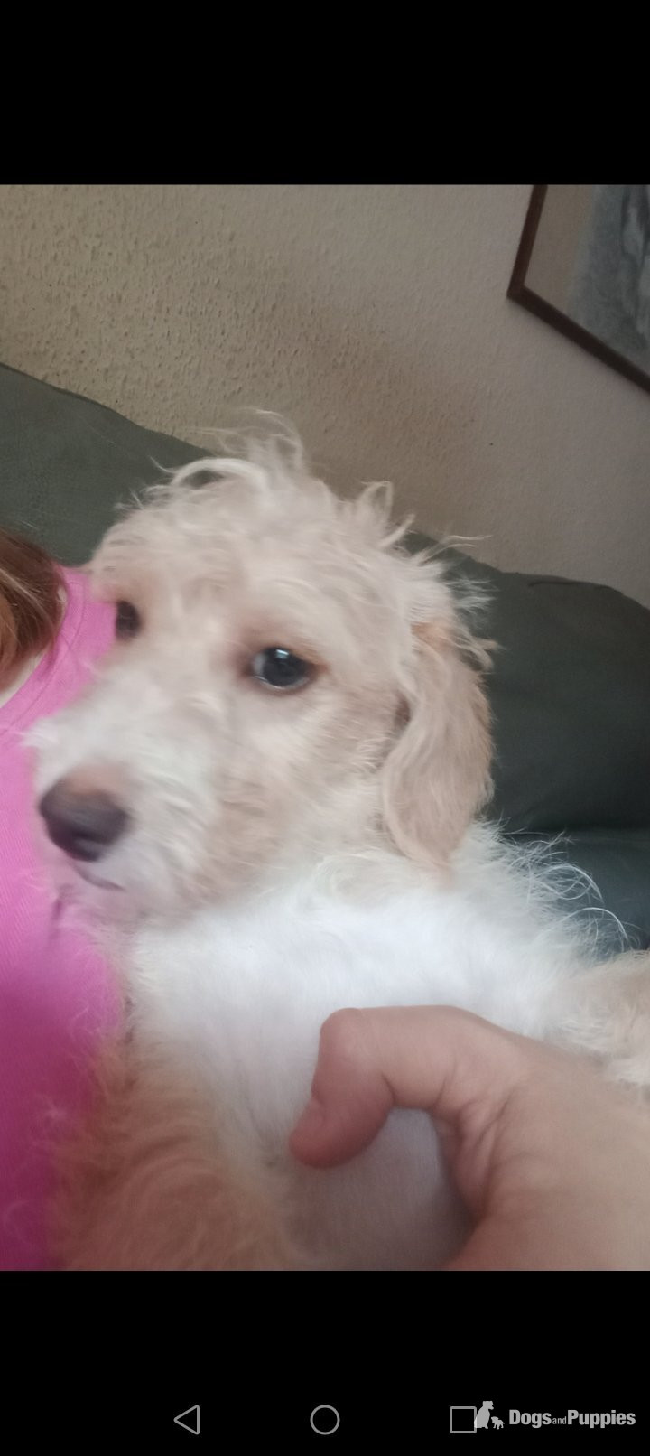 LAST one Reduced  vaccinated Cockapoo x Jack Russell  in {LOCATION}