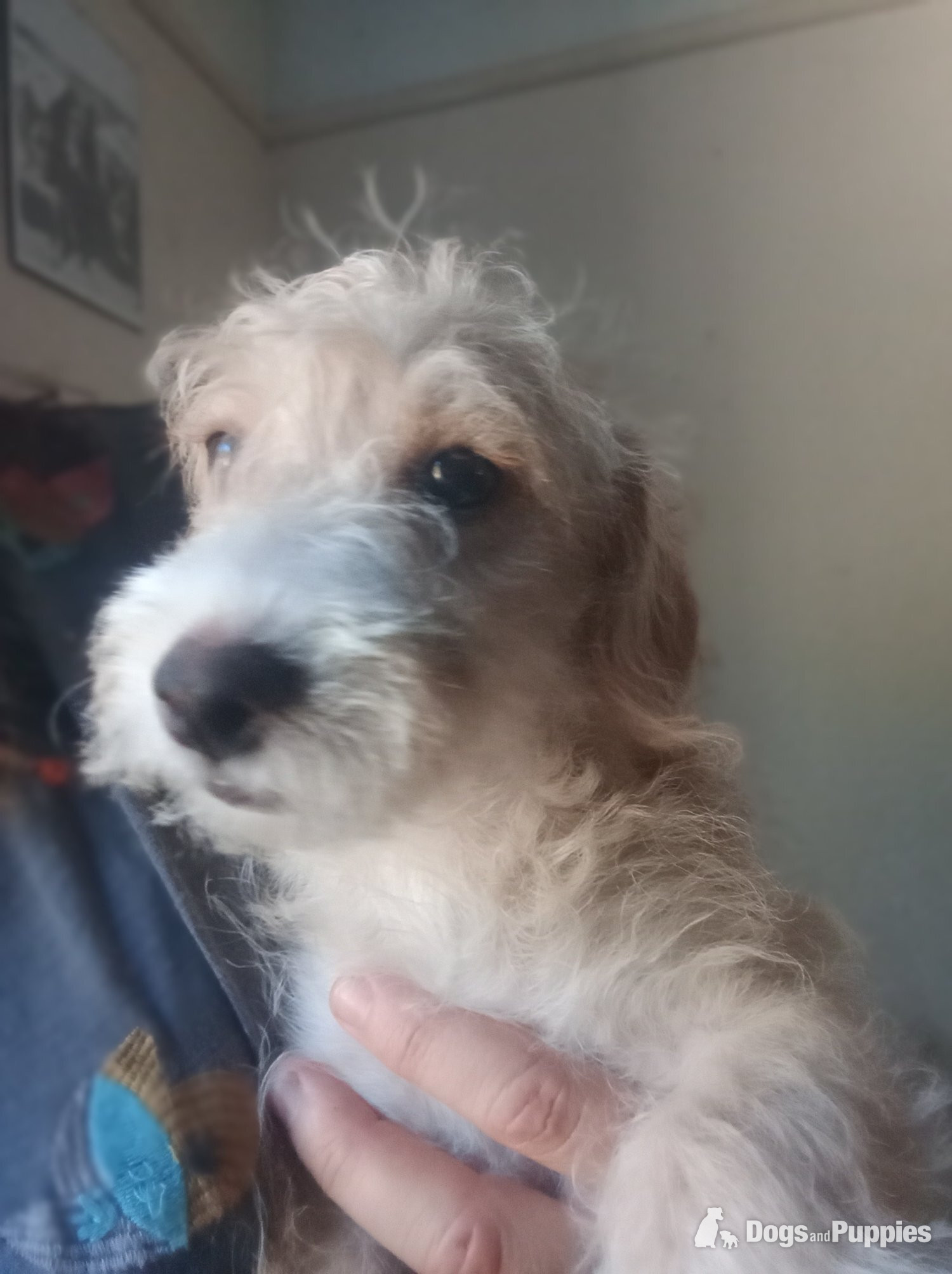 Jackapoo - LAST one Reduced  vaccinated Cockapoo x Jack Russell t