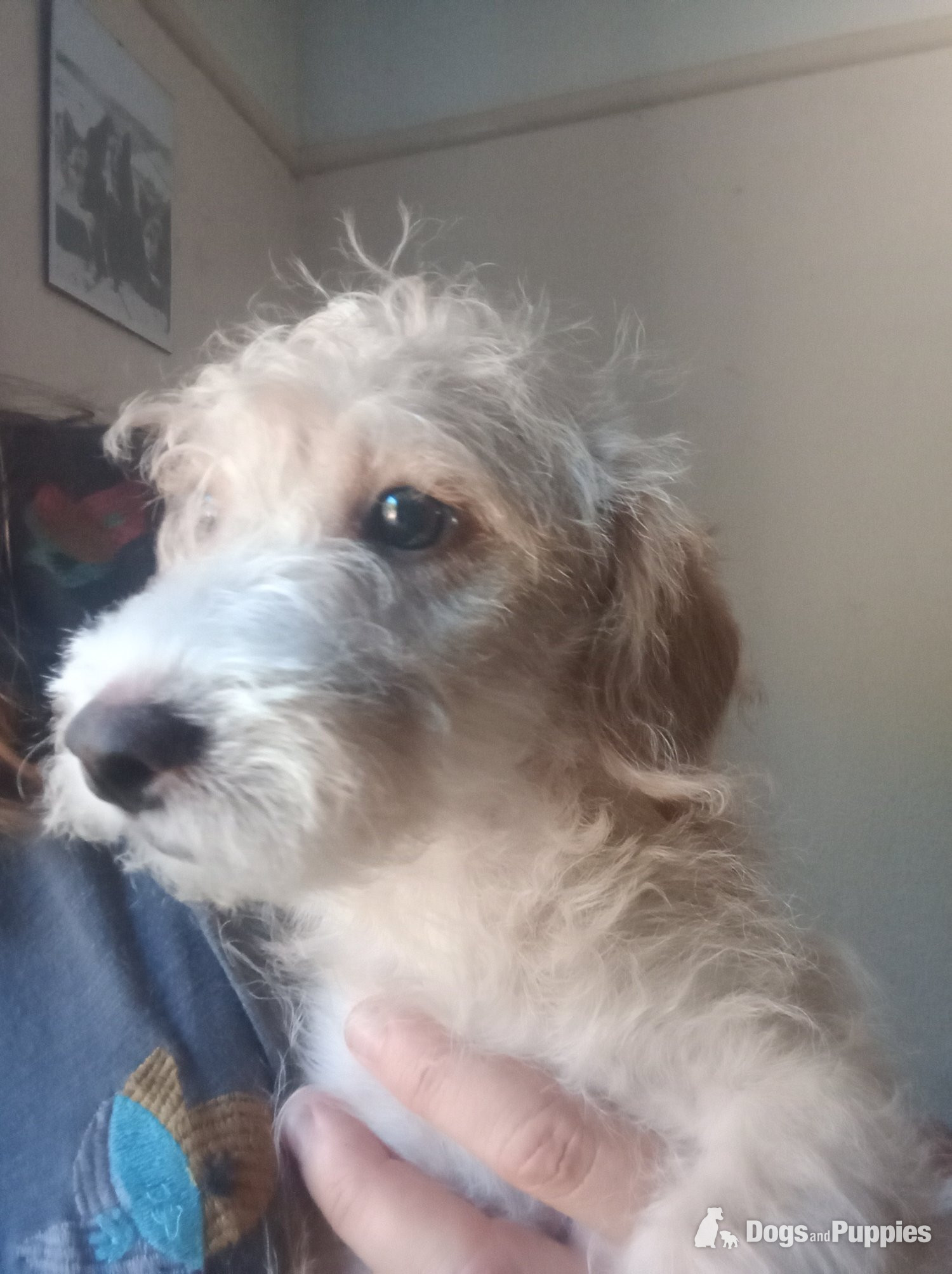 LAST one Reduced  vaccinated Cockapoo x Jack Russell t - Jackapoo