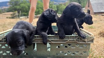 Springador puppies for sale 