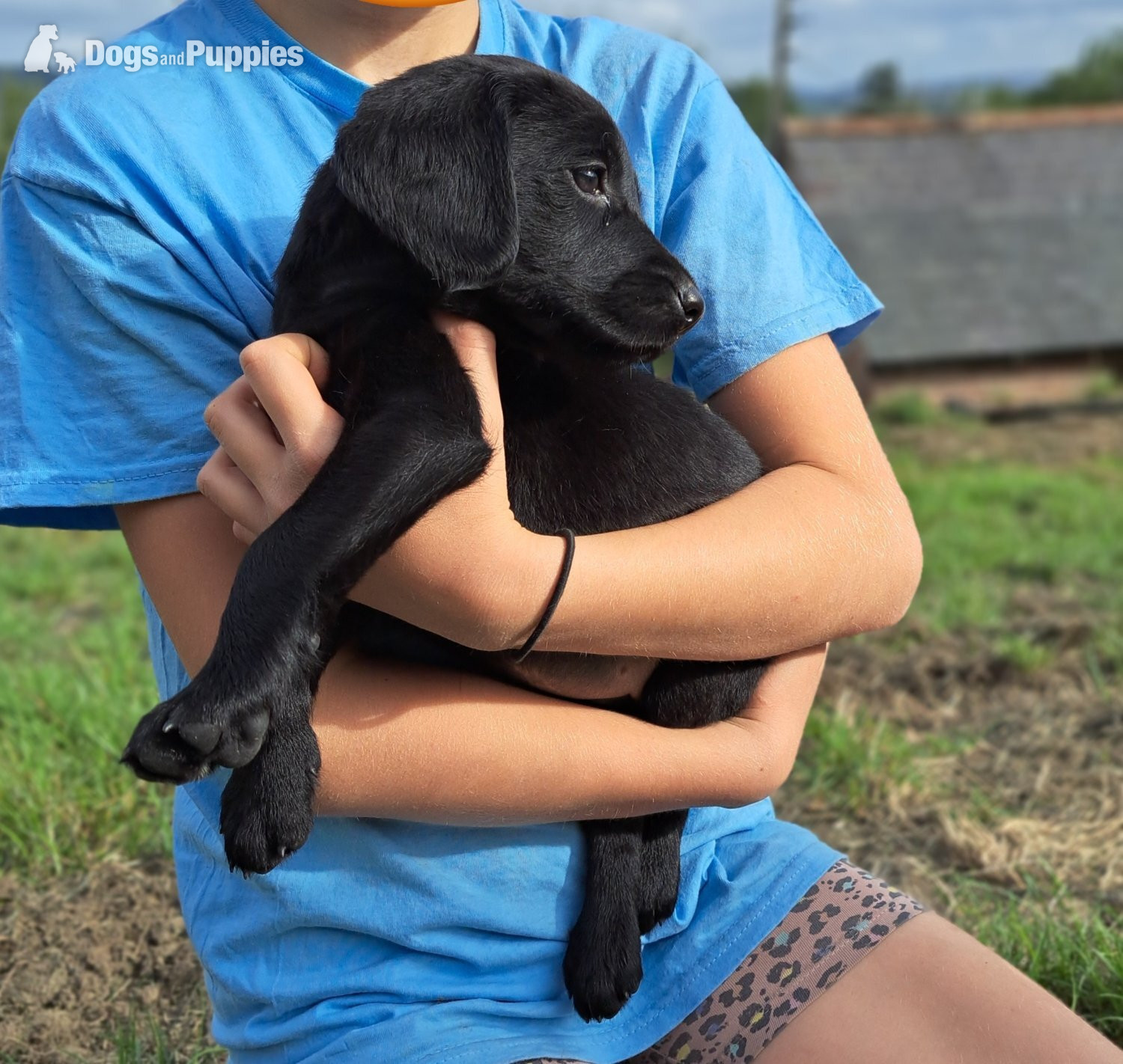 Springador Puppies