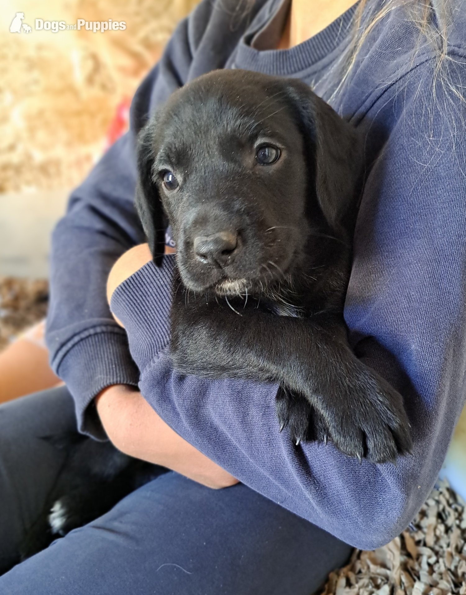 Springador - Springador puppies for sale 