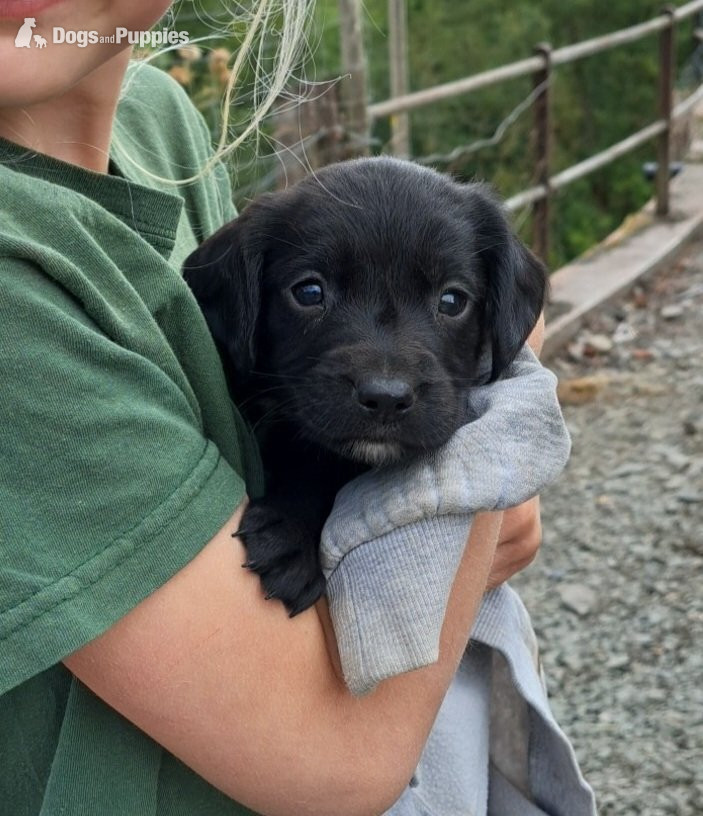 Springador puppies for sale  - Springador