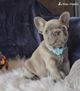 Stunning true to type French Bulldogs 