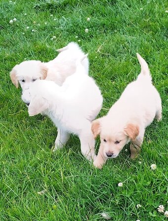 Golden Retriever puppies,vet checked and first vaccination ready 