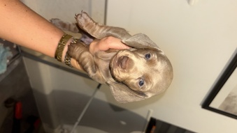 KC registered miniature dachshund