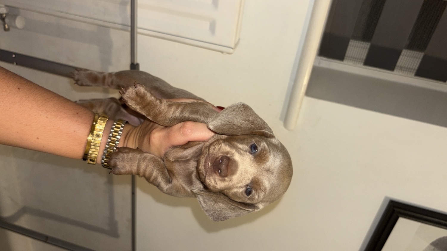 Miniature Dachshund