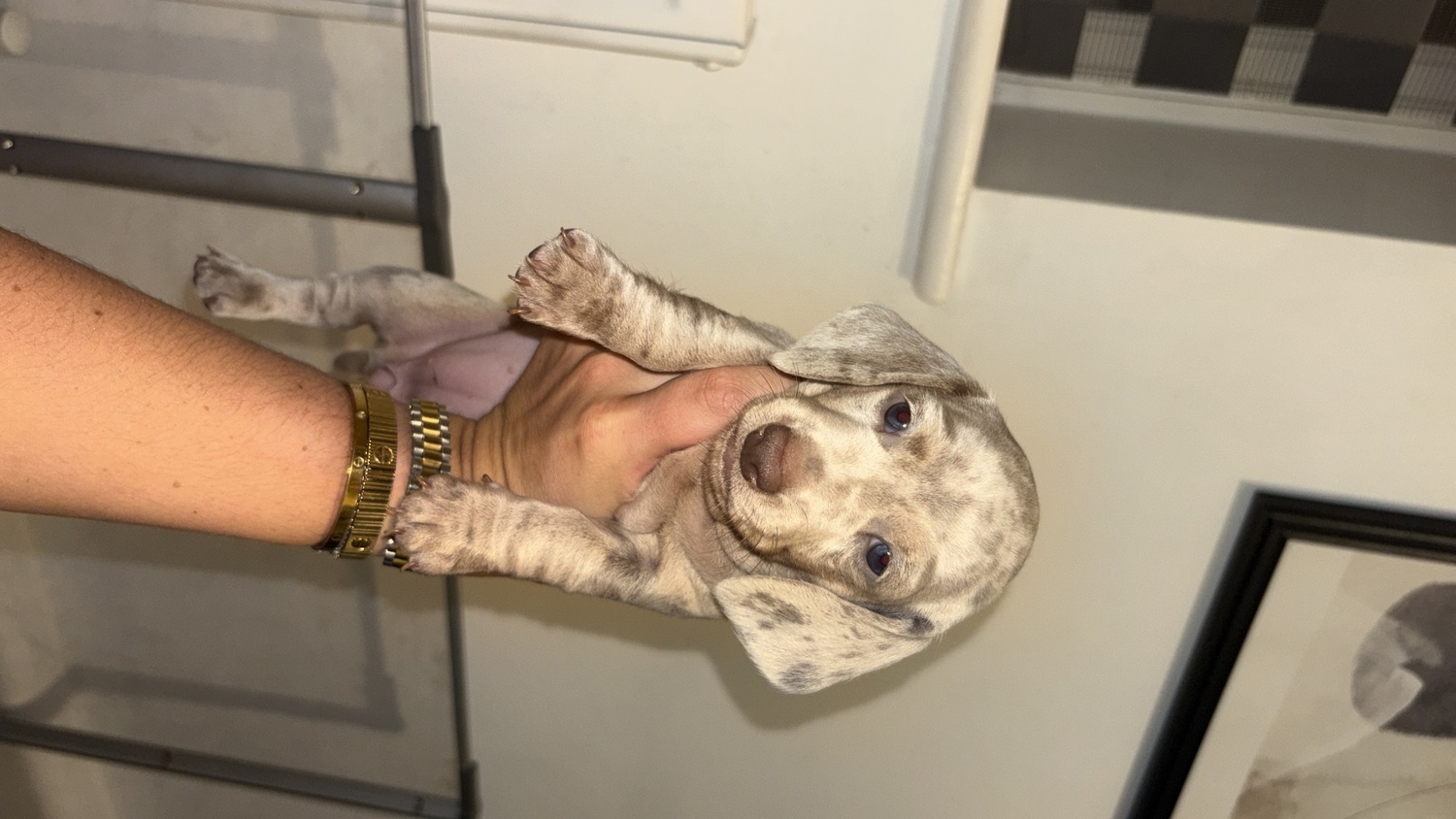 Miniature Dachshund Puppies