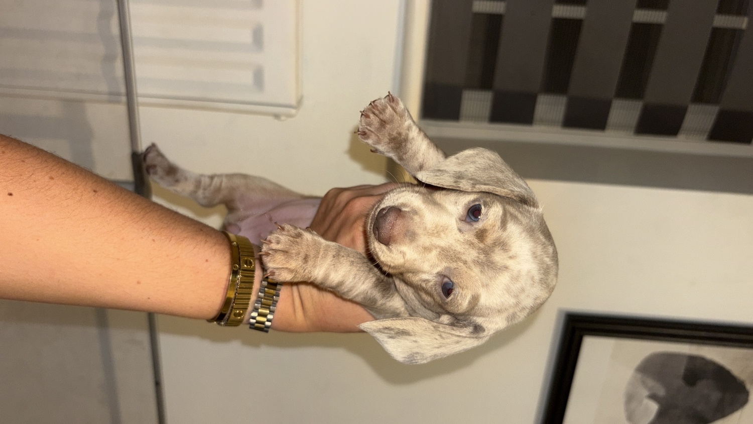 Miniature Dachshund - KC registered miniature dachshund