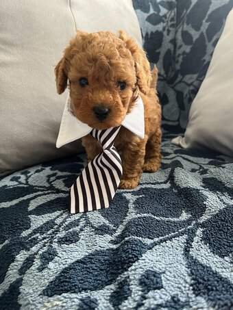 Asian poodle x cavapoo 