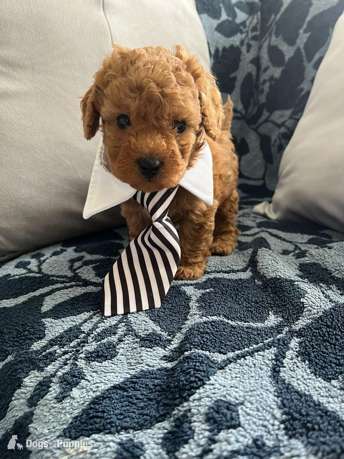 Asian poodle x cavapoo  in {LOCATION}