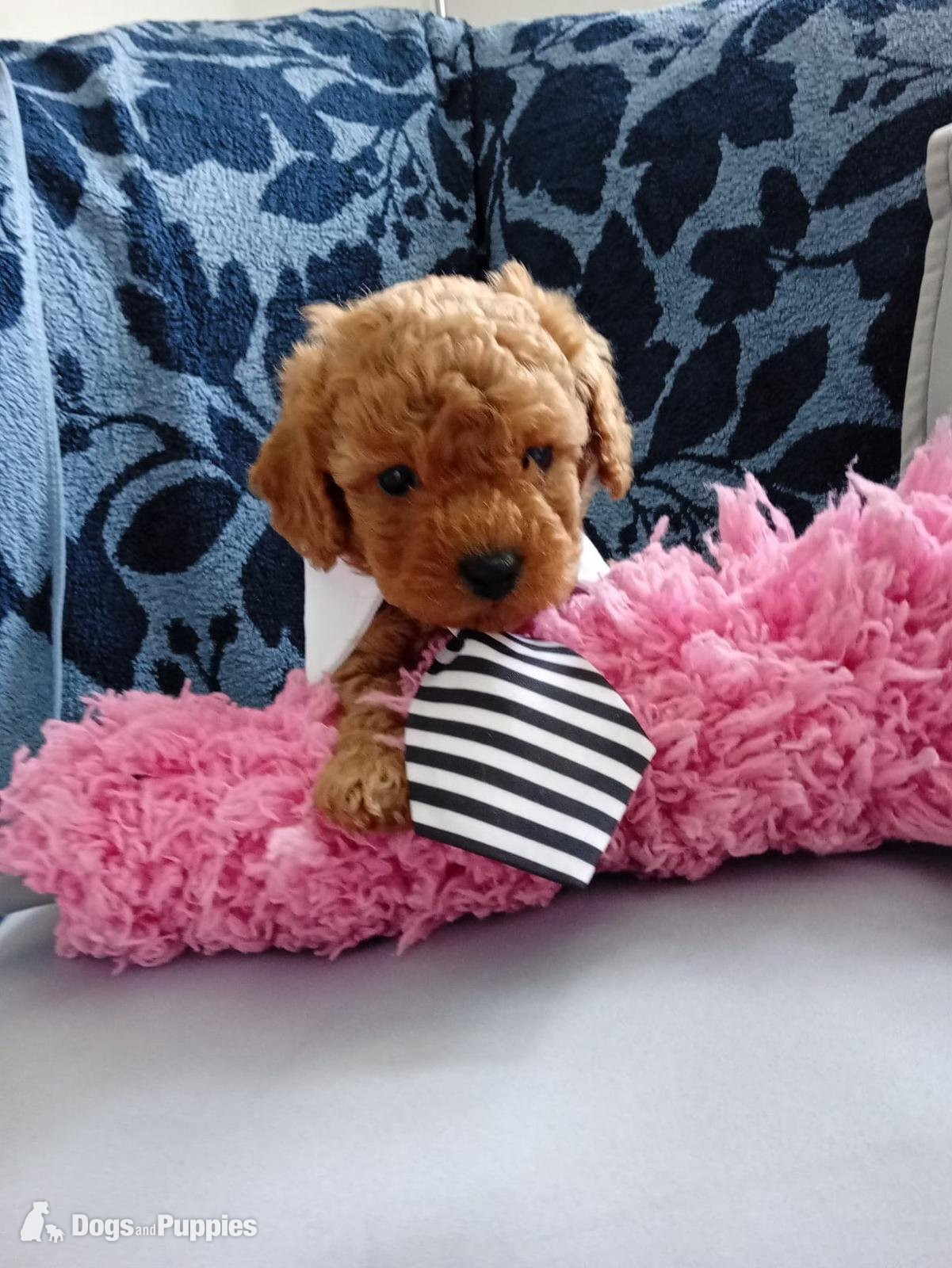Cavapoo
