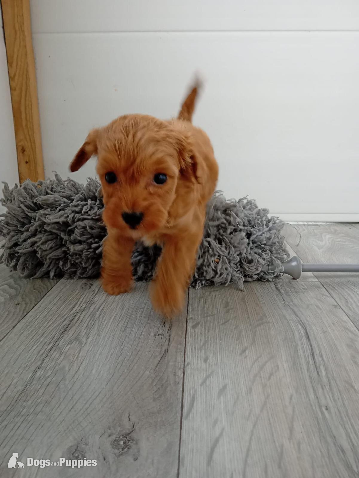 Cavapoo Puppies