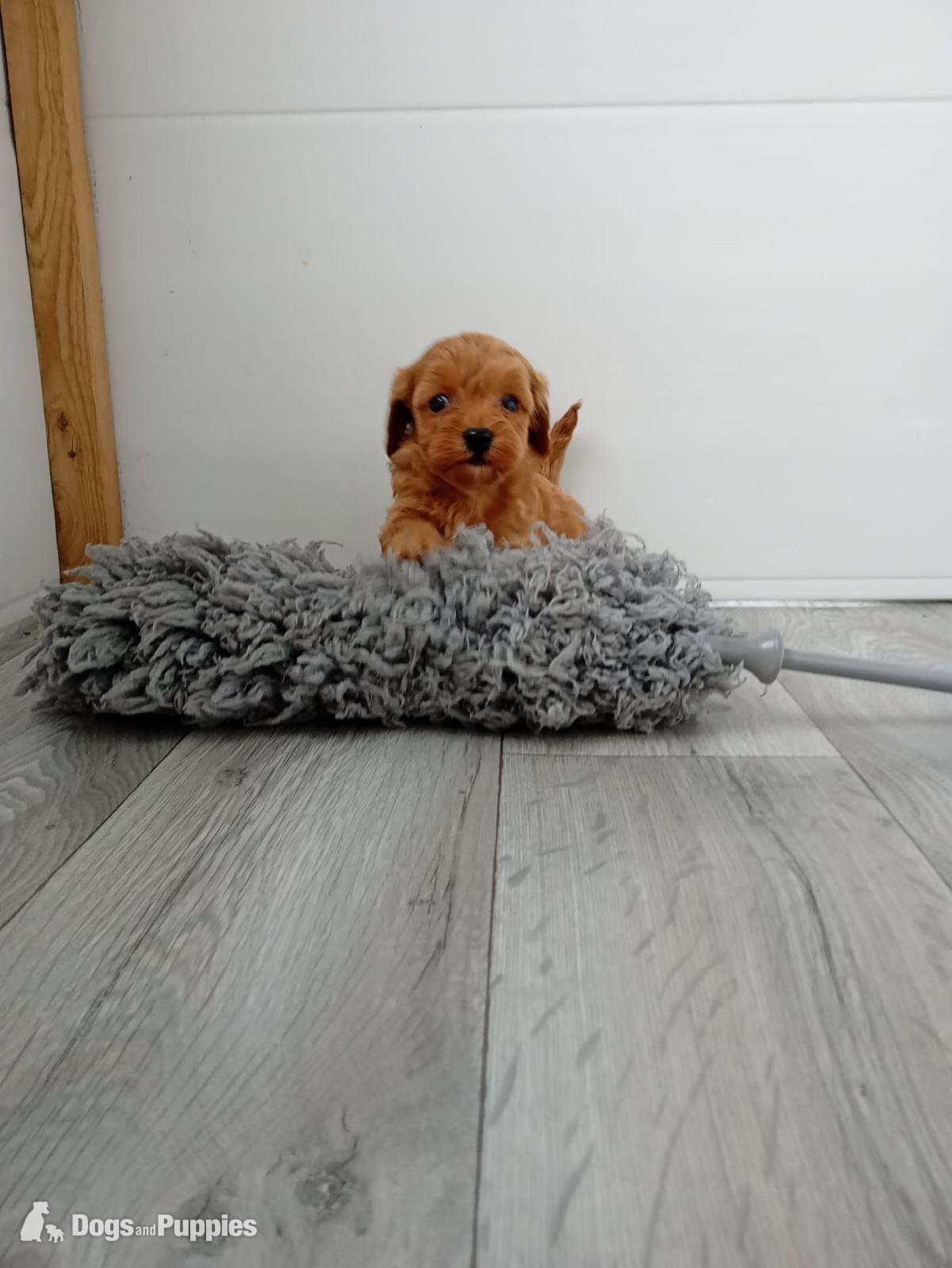 Cavapoo - Asian poodle x cavapoo 