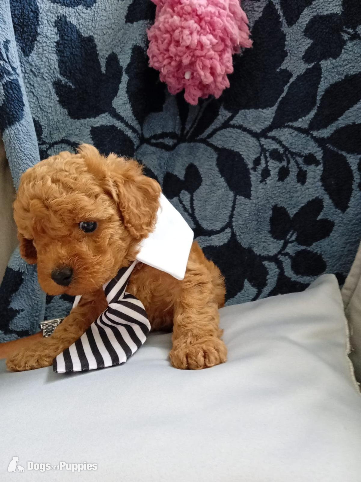 Asian poodle x cavapoo  - Cavapoo