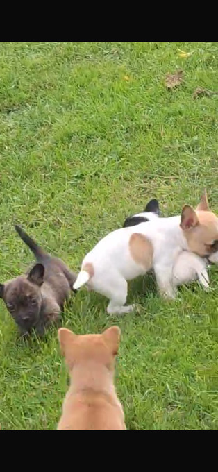 ADORABLE chihuahua X Boston terrier pups  