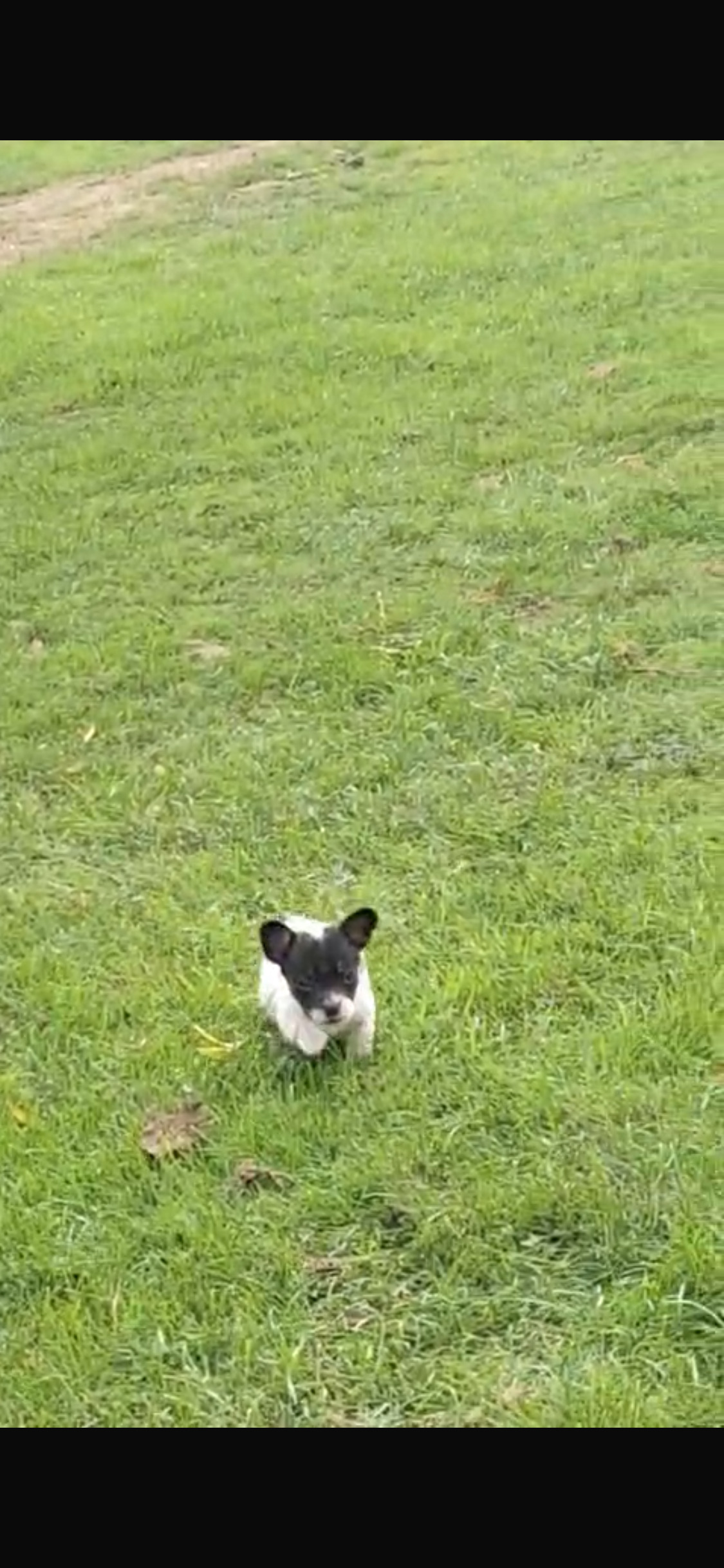 Boston Terrier