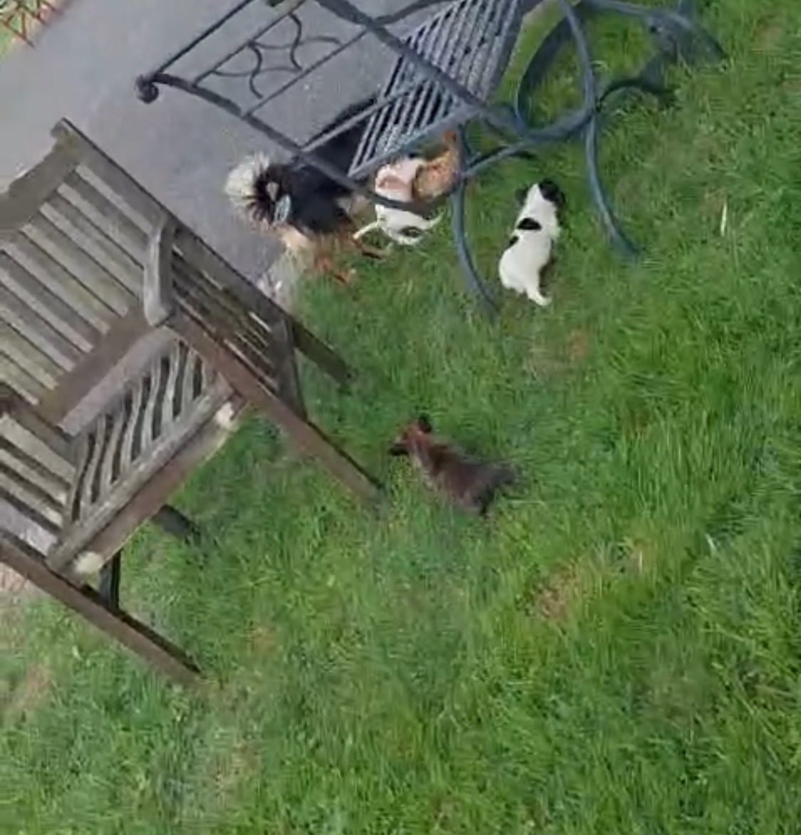 Boston Terrier Puppies