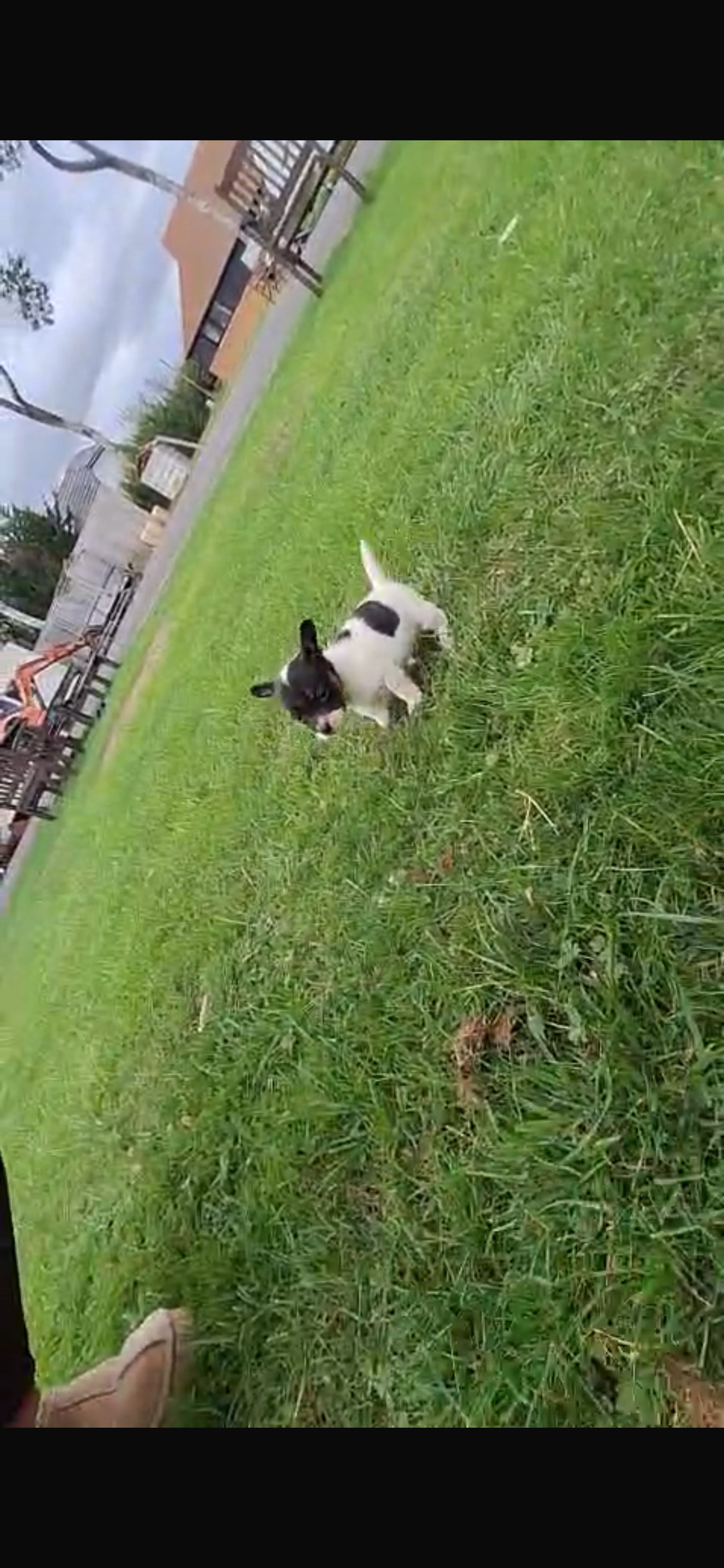 Boston Terrier - ADORABLE chihuahua X Boston terrier pups  