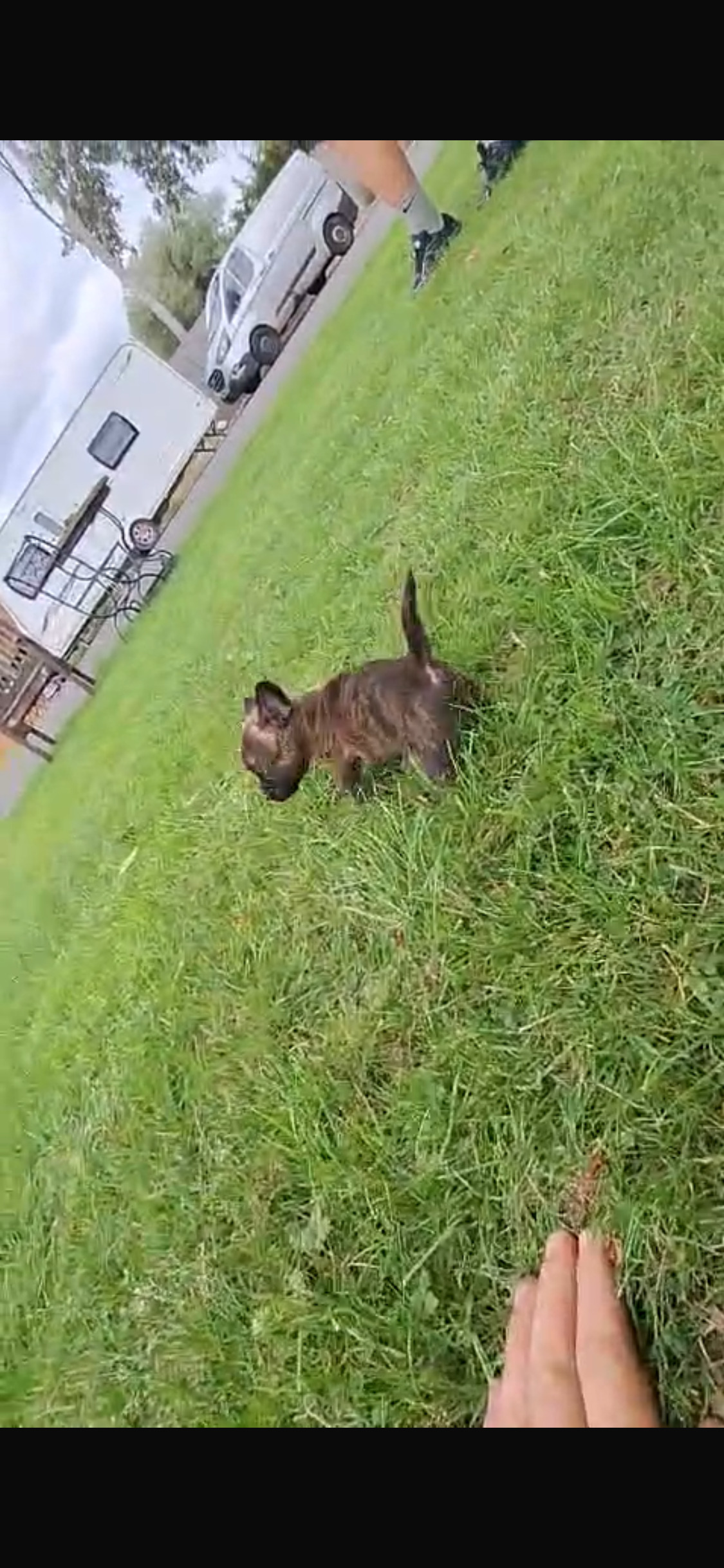 ADORABLE chihuahua X Boston terrier pups   - Boston Terrier