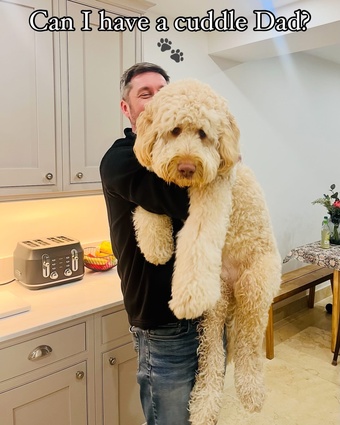 3 Premium DNA Tested, Multigenerational, Large Double Doodle Boys