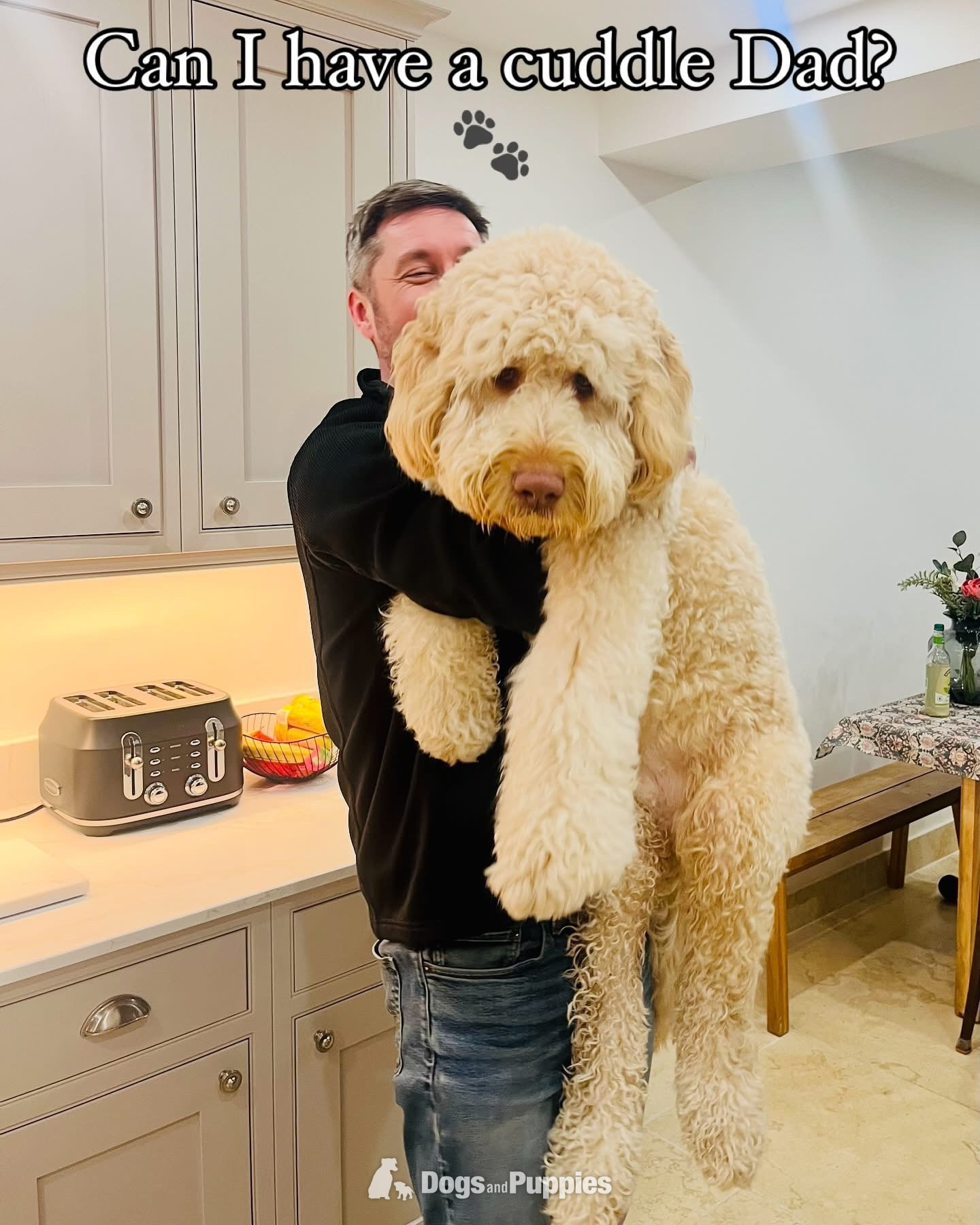 3 Premium DNA Tested, Multigenerational, Large Double Doodle Boys in {LOCATION}