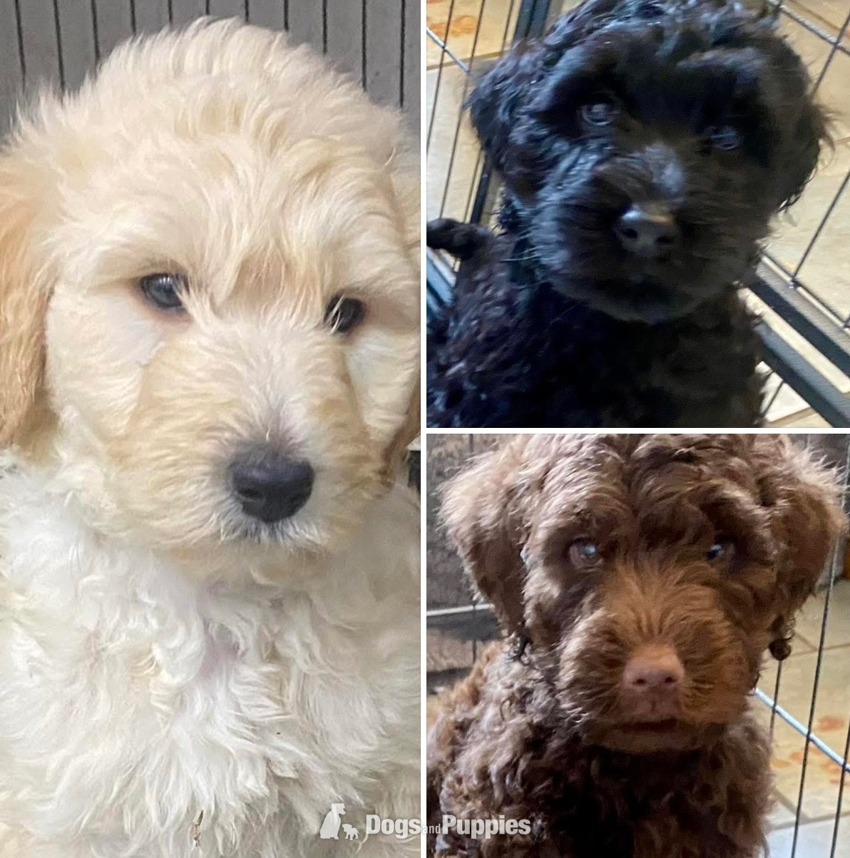 Goldendoodle