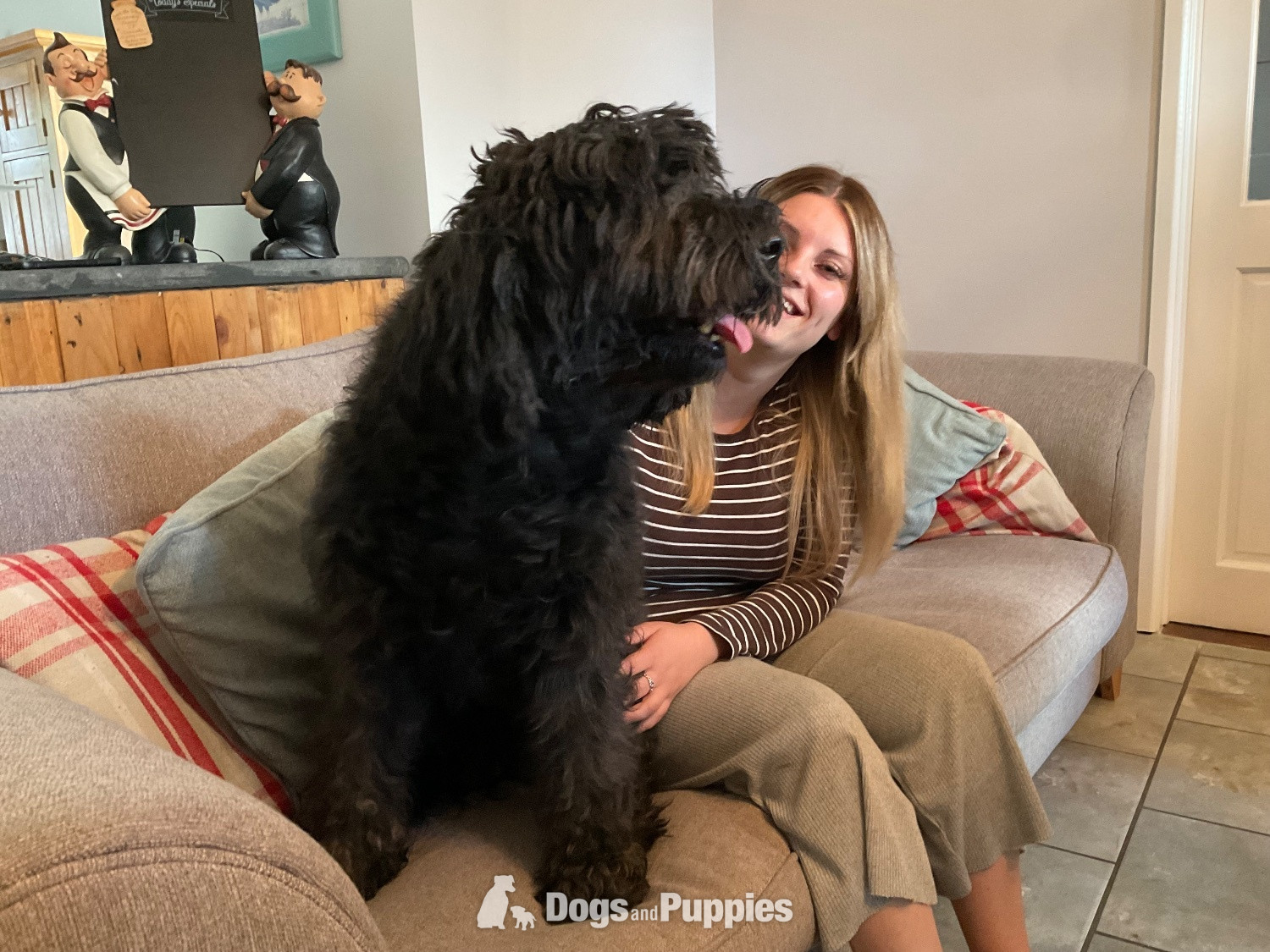 Goldendoodle - 3 Premium DNA Tested, Multigenerational, Large Double Doodle Boys