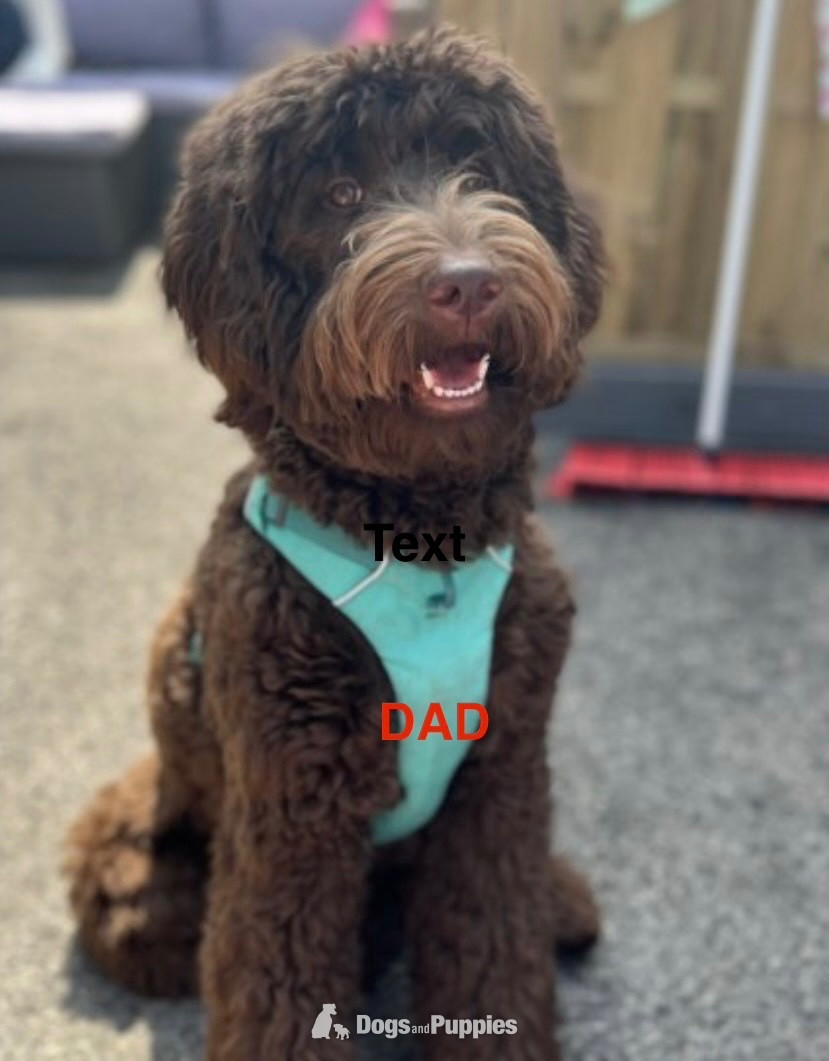 3 Premium DNA Tested, Multigenerational, Large Double Doodle Boys - Goldendoodle