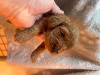 Cockapoo reds boy an girls pra clear