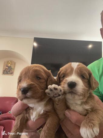 Cockapoo reds boy an girls pra clear