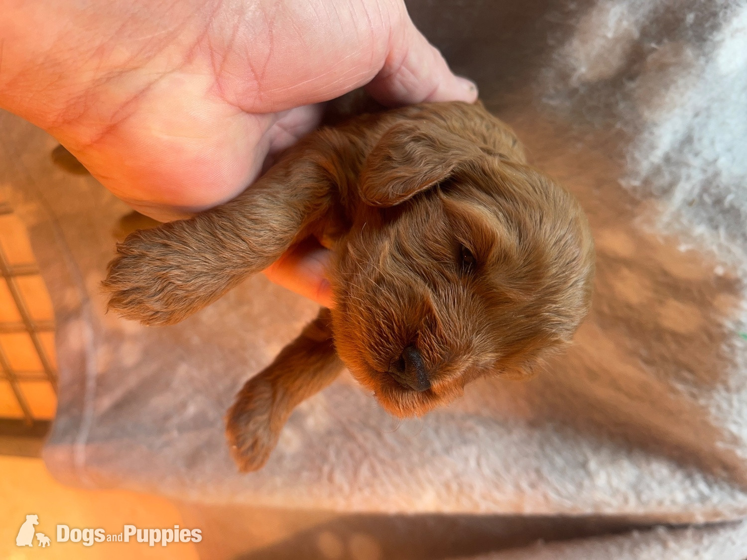 Cockapoo