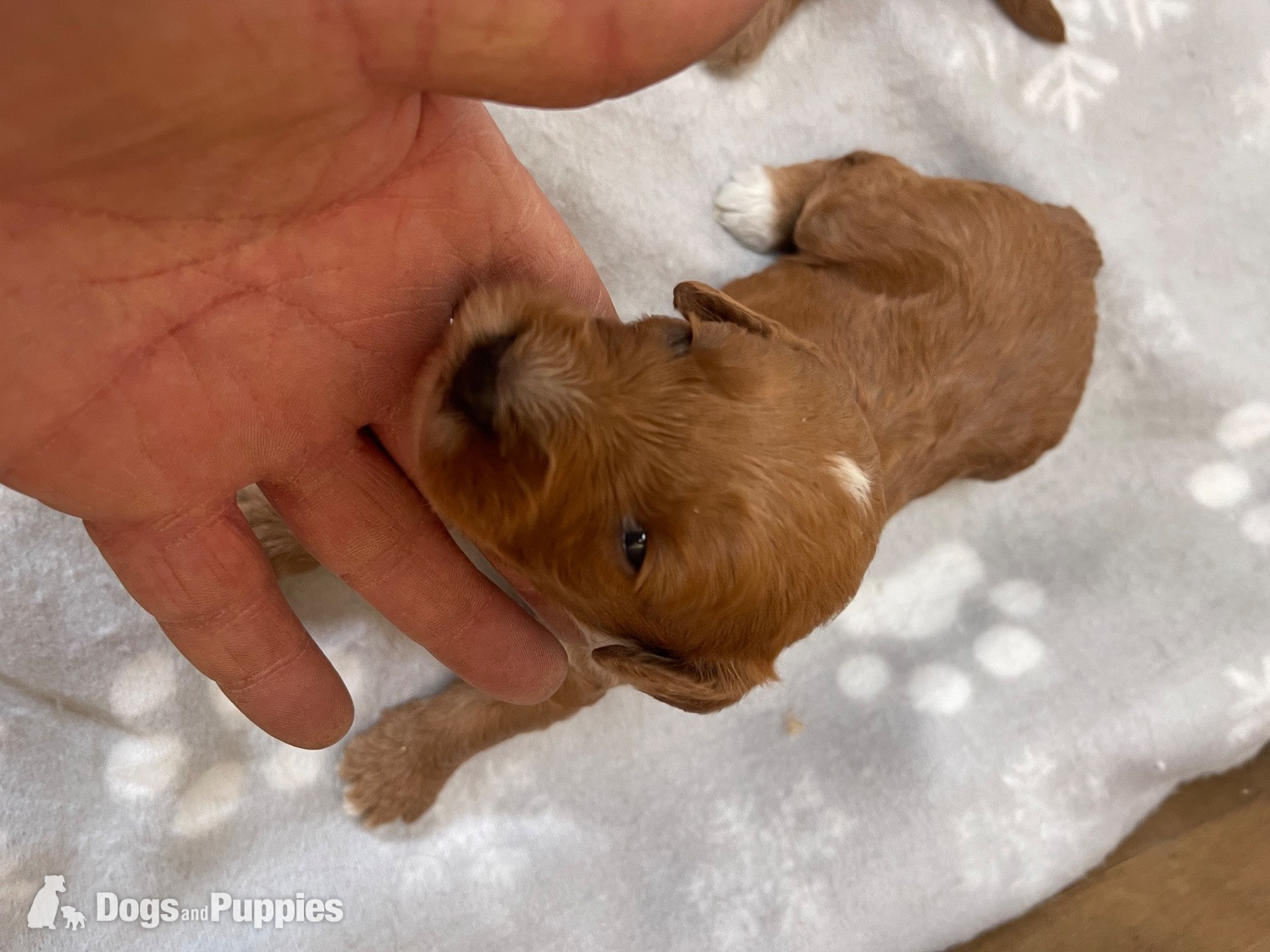Cockapoo Puppies