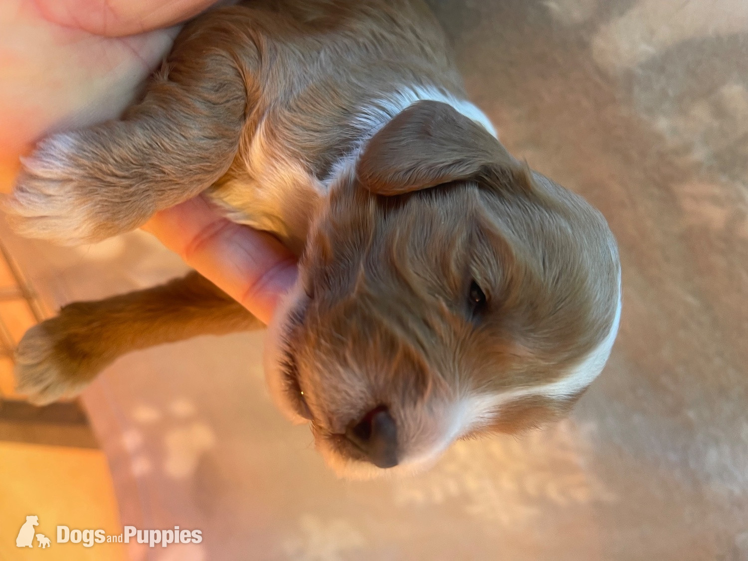 Cockapoo - Cockapoo reds boy an girls pra clear