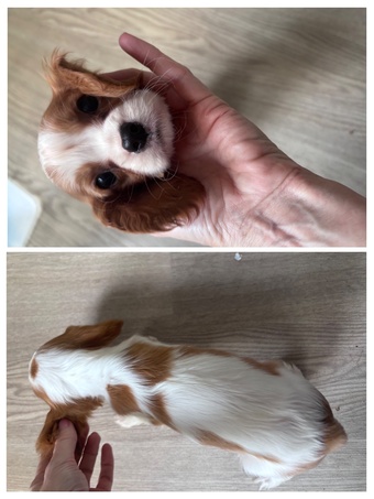 Cavalier king charles puppies girls and boys