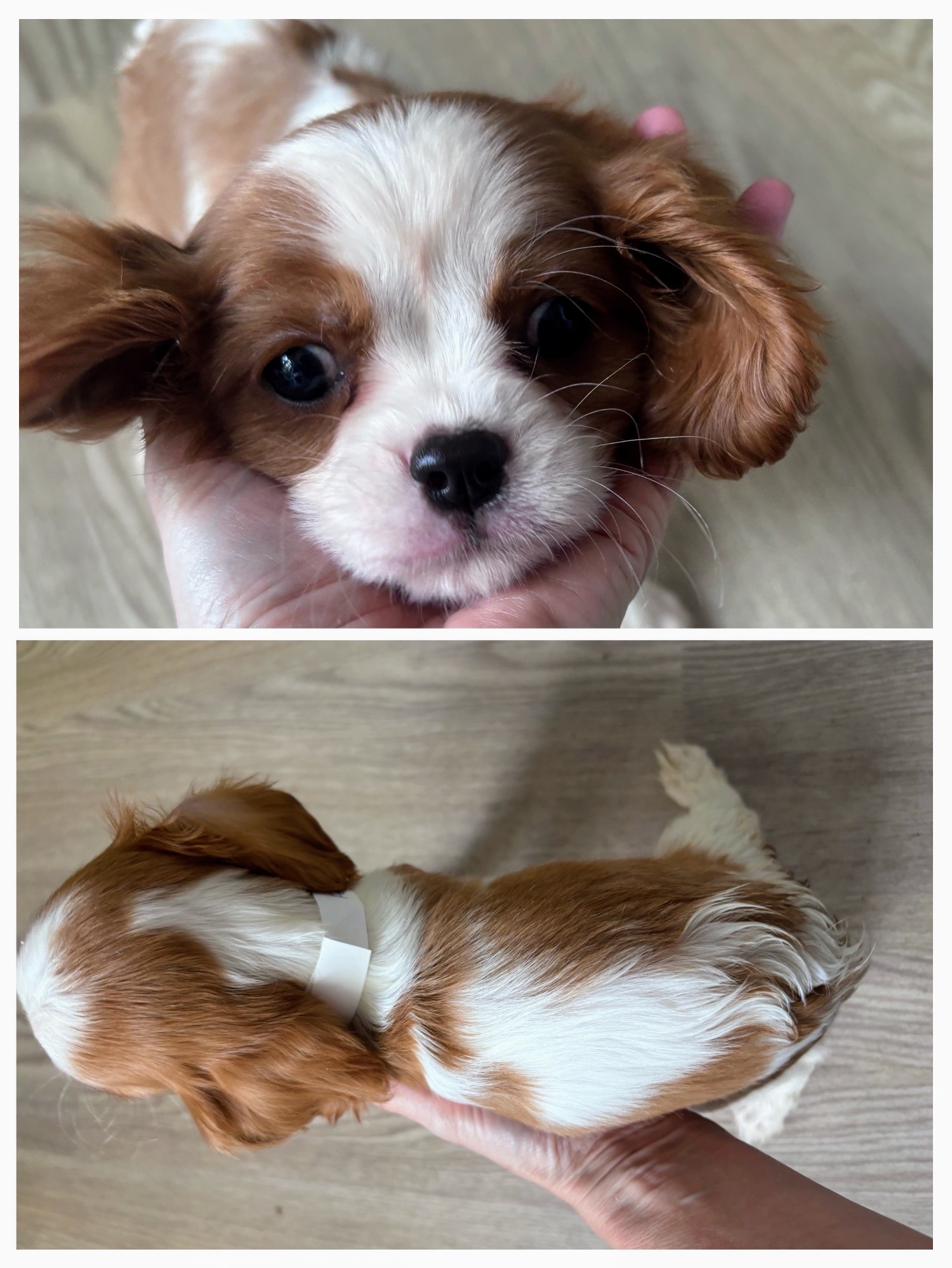 Cavalier King Charles Spaniel