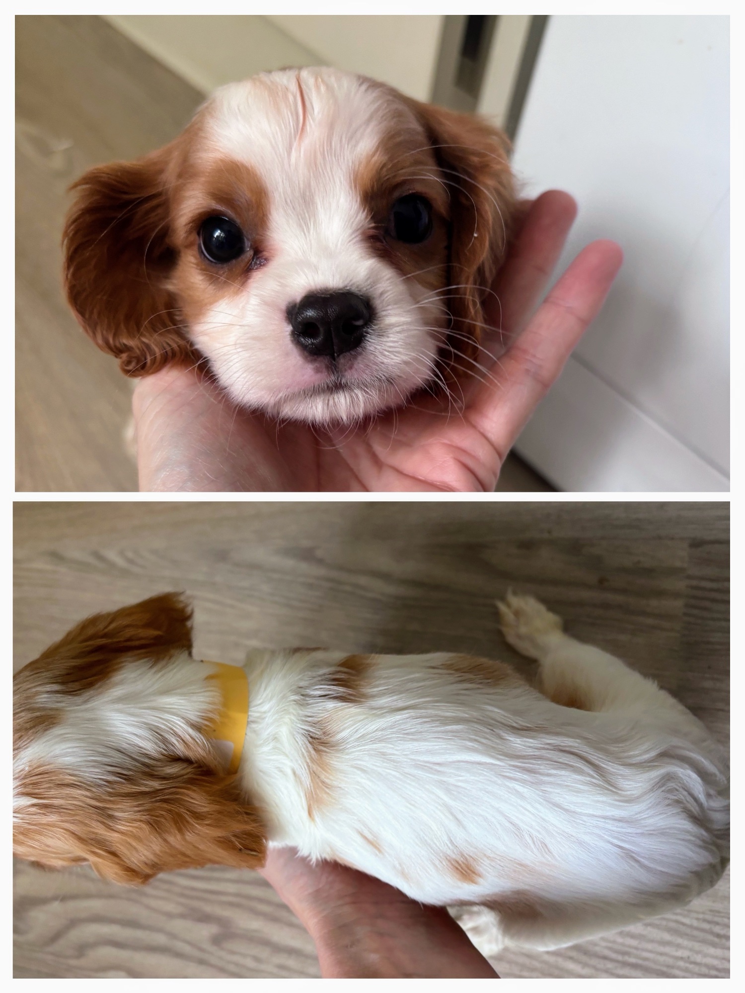 Cavalier King Charles Spaniel Puppies