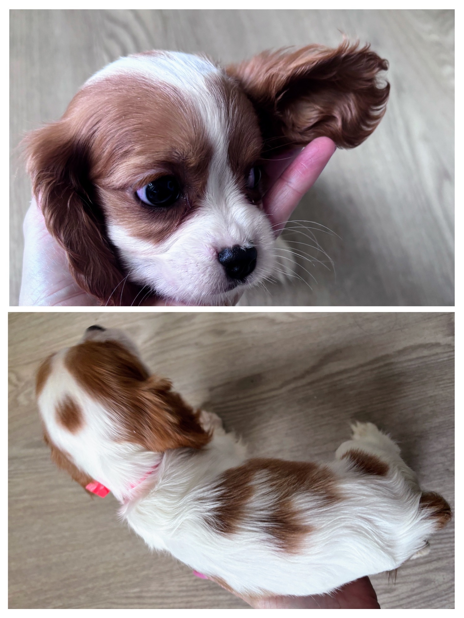 Cavalier King Charles Spaniel - Cavalier king charles puppies girls and boys