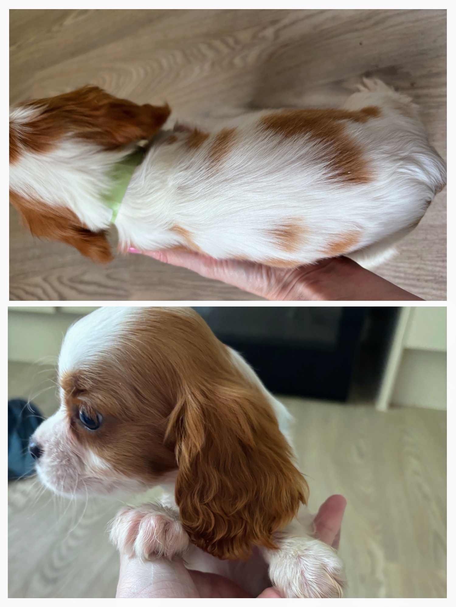 Cavalier king charles puppies girls and boys - Cavalier King Charles Spaniel