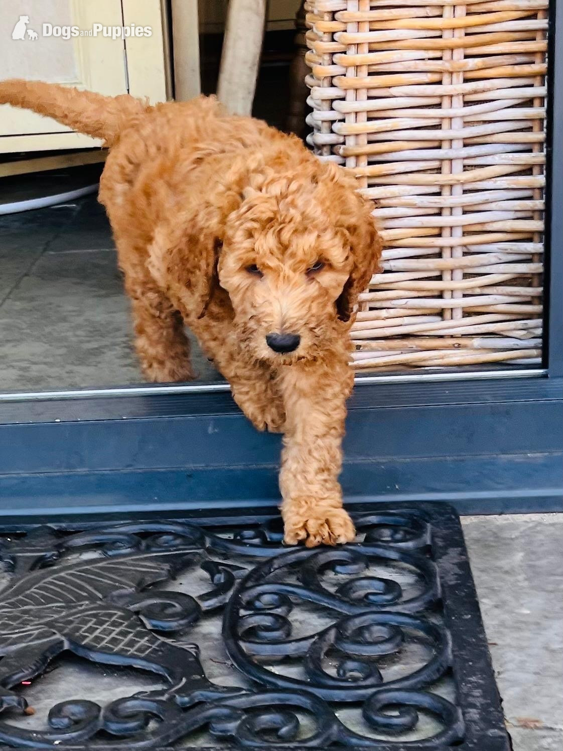 Goldendoodle Puppies