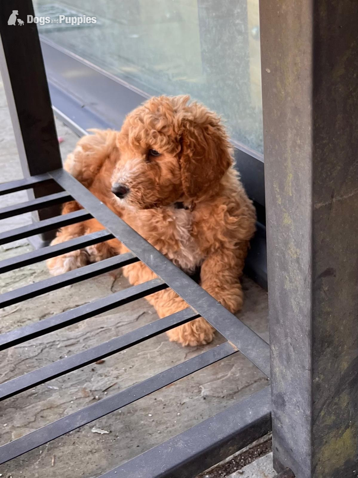 Goldendoodle - Golden Doodle puppies f2b Ready Now