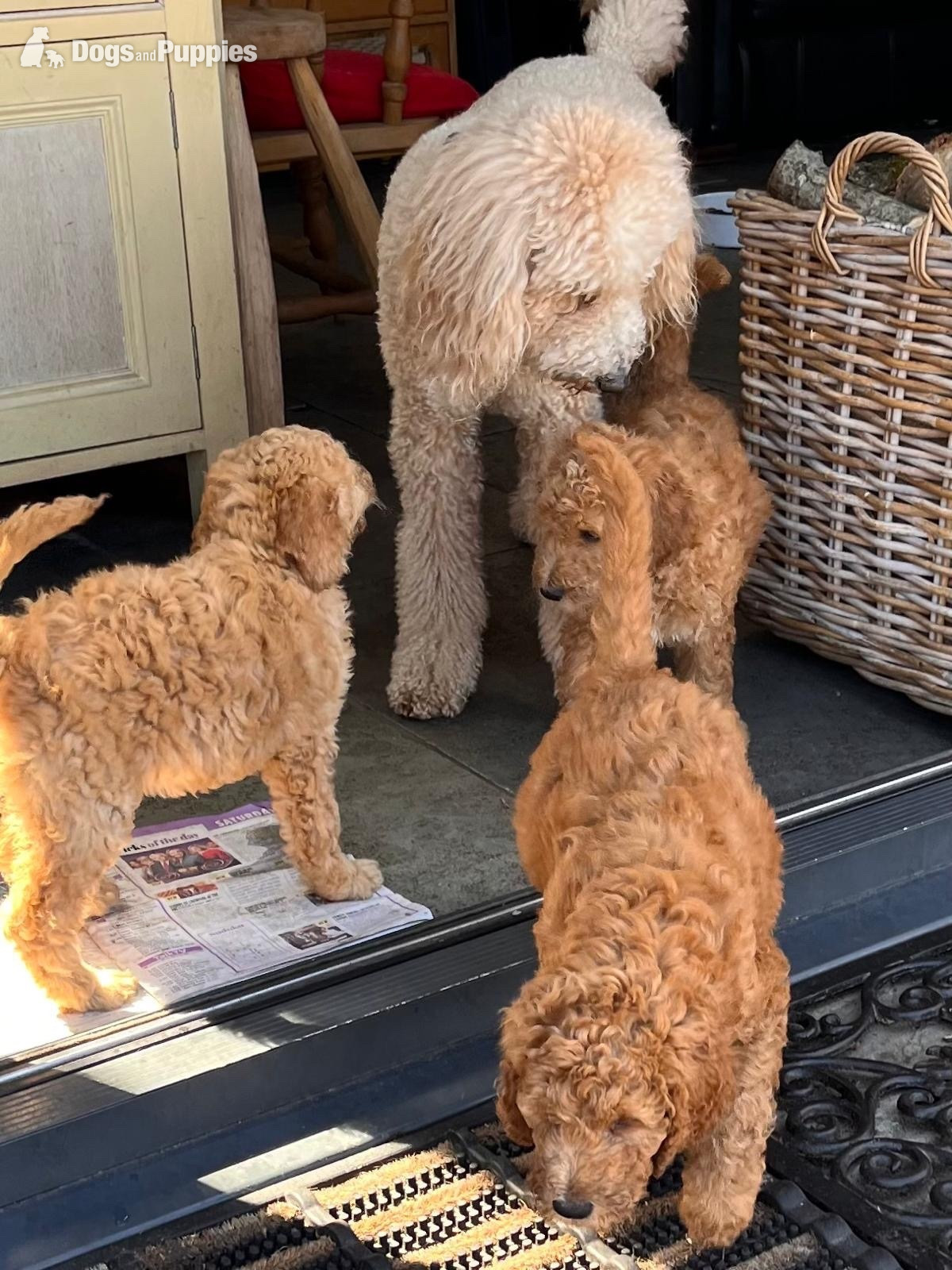 Golden Doodle puppies f2b Ready Now - Goldendoodle