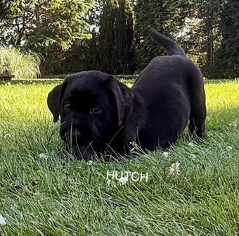 KC puppy Hutch and George with 5 Star County Breeder 