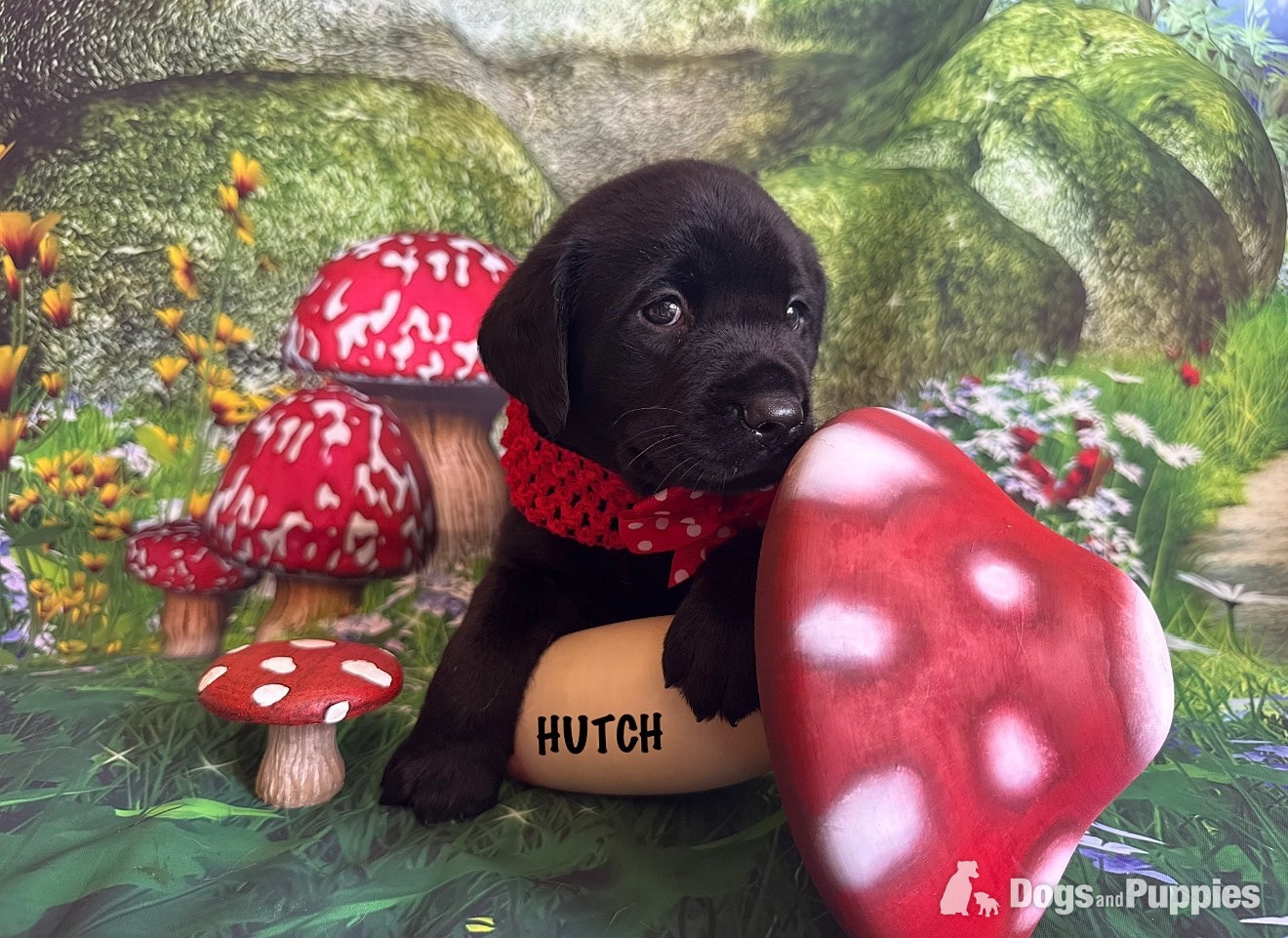 Labrador Puppies