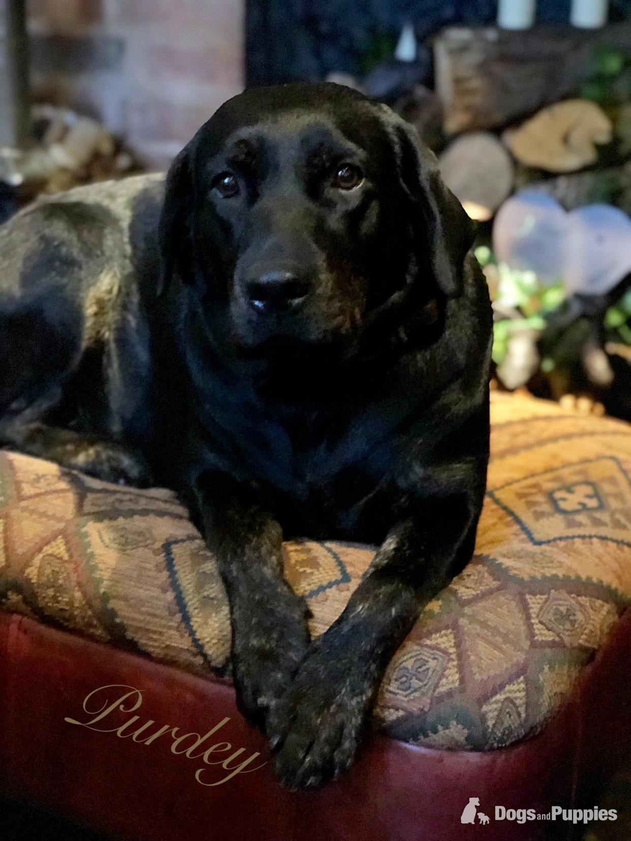 Labrador - KC puppy Hutch and George with 5 Star County Breeder 